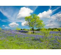 CORFOTO 2.1x1.5m Fabric Lone Green Tree Full Purple Wildflower Meadow Fluffy Cloud Sky Backdrop Texas Spring Prairie Nature Photography Background for Outdoor Photo Booth