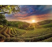 CORFOTO 2.1x1.5m Tea Plantation Valley Landscape Backdrop Rural Green Tea Hills Sunset Scenery Photography Background Tea Party Decorations Home Wall Decor Photo Props
