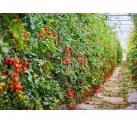 CORFOTO 2.1x1.5m Tomatoes Plants Backdrop Summer Tomatoes Garden Photography Background Greenhouse Agricultural Planting Background Vegetables Theme Party Decor Photo Booth