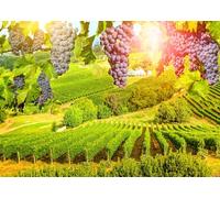 CORFOTO 2.1x1.5m Vineyard Backdrop Countryside Grape Vines Vineyard Landscape Photography Backdrop Sunshine Purple Grapes Background Grapes Fall Background Photo Studio Prop