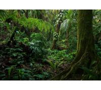 CORFOTO 2.5x1.8m Fabric Deep Wild Tropical Rainforest Giant Mossy Tree Roots Lush Green Fern Exotic Plant Jungle Backdrop Outdoor Nature Landscape Portrait Photography Background Photo Booth