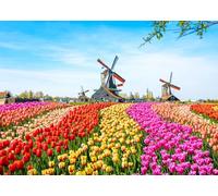 CORFOTO 2.5x1.8m Tulips Landscape Backdrop Dutch Tulip Flower Field Backdrop Colorful Tulips in The Park and Windmills Background Wedding Party Decor Banner Photo Booth