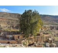 CORFOTO 3.5x2.5m Jericho Ancient Spring Site Backdrop Fabric Stone Ruins and Giant Sycamore Tree Pattern Holy Land Theme Background for Religious Events and Photo Booths