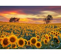CORFOTO 3.5x2.5m Sunflower Field Backdrops Summer Landscape Sunset Sky Outdoor Holiday Party Backdrop Children Adults Portraits Photo Studio