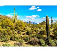 CORFOTO 3.5x3m Desertscape Backdrop Giant Cactus Photo Background Desert Backdrops Blue Sky Cloud View Sparse Shrub Cactus Natural Scenery Photography Banner for Portraits Party Decorations