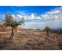 CORFOTO 3.5x3m Historic Olive Trees Hillside Backdrop Fabric Dry Mediterranean Landscape Holy City Skyline Pattern Travel Theme Background Decor for Religious Event Photo Booth Prop