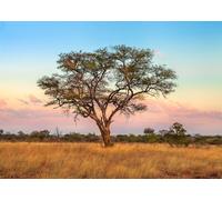 CORFOTO 3x2.5m African Savannah Pink Sunset Backdrop Tanzania Wildlife Protected Area Photo Backdrop African Savannah Landscape Photography Background Wild Birthday Party Decor Banner