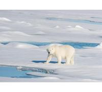 CORFOTO 3x2.5m Polar Bear Backdrops Arctic Ice Background Winter Room Decorations Norway Winter Scene Backdrop Arctic Themed Birthday Decorations Polar Bear Decor Photo Props