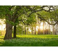 CORFOTO 5x4ft Fabric Spring Backdrop Sunlight Green Grass Trees Photography Background Meadow Forest Photo Backdrop for Kids Adults Portraits Booth Props Newborn Spring Party Supplies Banner