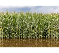 CORFOTO 6x3m Cornfield Flooding Photo Backdrop Cornfield Backdrop Nature Scenes Banner Background Rural Corn Fields Maize Background Party Decor Photo Booth Props