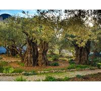 CORFOTO 6x3m Olive Trees Backdrop Jerusalem Mount of Olives Garden of Gethsemane Olive Orchard Olive Photo Background Party Decor Church Photo Booth Studio Props