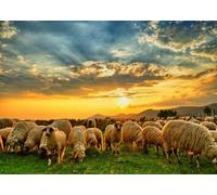 CORFOTO Fabric 2.1x1.5m Mountain Sheep Herd Backdrop Flock of Sheep Grazing on Alpine Meadow at Sunset Photography Background for Rural Farm Themed Party Photo Props