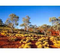 CORFOTO Fabric 2.5x1.8m (8x6FT) Australian Outback Landscape Backdrop Eucalyptus Trees Red Earth Wilderness Photography Background for Travel Adventure Portrait Adults