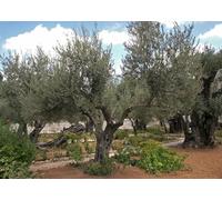 CORFOTO Fabric 2.7x1.8m Olive Trees Backdrop Ancient Grove Mediterranean Garden Scene Photography Background for Travel Wedding Festival Party Photo Props