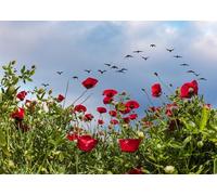 CORFOTO Fabric 2.7x1.8m Red Poppy Field Backdrop Wildflowers Flying Birds Spring Meadow Scene Photography Background for Nature Wedding Remembrance Day Party Photo Props