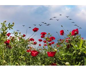 CORFOTO Fabric 2.7x1.8m Red Poppy Field Backdrop Wildflowers Flying Birds Spring Meadow Scene Photography Background for Nature Wedding Remembrance Day Party Photo Props