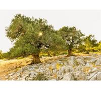 CORFOTO Fabric 3.5x3m Ancient Olive Grove Backdrop Mediterranean Olive Trees Rocky Landscape Scene Photography Background for Rustic Wedding Harvest Party Photo Props