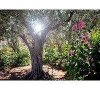 CORFOTO Fabric 3.5x3m Ancient Olive Grove Backdrop Sunlit Garden Photography Background for Nature Theme Party Decorations Wedding Ceremony Photo Shoot Props