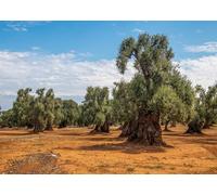 CORFOTO Fabric 3x2.5m Ancient Olive Grove Backdrop Mediterranean Olive Trees Farm Landscape Scene Photography Background for Rustic Wedding Harvest Party Photo Props
