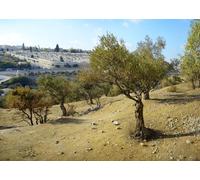CORFOTO Fabric 3x2.5m Jerusalem Olive Grove Backdrop Ancient Olive Trees with Mount of Olives Cemetery View Photography Background for Holy Land Travel Themed Party Photo Props