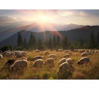 CORFOTO Fabric 4.5x2.5m Alpine Sheep Pasture Backdrop Herd of Sheep in Mountain Valley with Sun Rays Photography Background for Nature Landscape Themed Party Photo Props