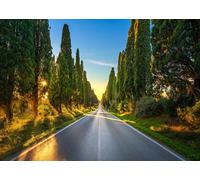 CORFOTO Fabric 5.2x3m Tuscan Cypress Avenue Backdrop Golden Sunset Road Lined with Tall Cypress Trees in Italy Photography Background for European Countryside Themed Party Photo Props