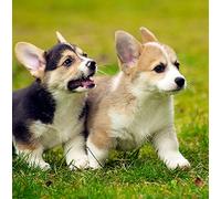 Corgi Dog Greeting Card - Square