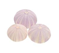 CORHAD 3 Pcs Natural Dried Sea Urchin Shells Air Planting Pots Small Plant Holders for Pineapple and Succulents Portable Desktop Shell Ornaments for Handmade Balcony Decoration Random Random Color