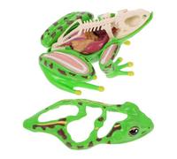 CORHAD Educational Frog Anatomy Model for Interactive Animal Dissection Kit for Biology Class Tool for Home Classroom Use Frog Anatomy Teaching Equipment