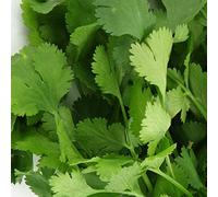 CORIANDER - HERB - 500g SEEDS FOR GROWING FRESH UK SEED