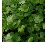 Coriander 'Santos'. Plug Plant x 5. Culinary herb. Citrus aroma and flavour. Available from Bedwen Plants.