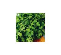 CORIANDER. Spicy with a fresh taste.