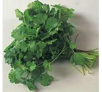 Coriander Standard - Herb Garden - 400 Seeds