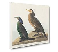 Cormorant Birds by John James Audubon Canvas Wall Art Print 20x20 Inch
