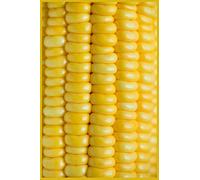 Corn On The Cob Notebook: Sweetcorn Journal, 6" x 9", 110 pages
