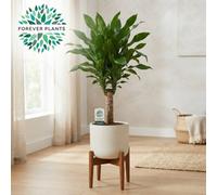 Corn Plant (Dracaena Fragrans) - 21Cm Pot, 100Cm
