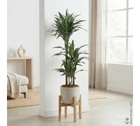 Corn Plant (Dracaena Fragrans 'deremensis') - 21Cm Pot, 120Cm