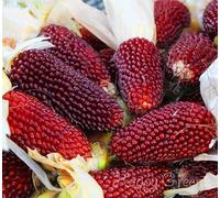 Corn Red Strawberry Popcorn 15 Seeds-Excellent for Popping Popcorn, Fun for Kid