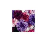 Cornflower Polka Dot Seeds | Colourful Dwarf Cornflower Mix