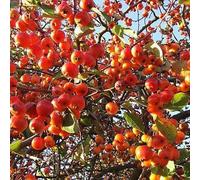 Cornish Crab Apple Jelly (8oz (226g))