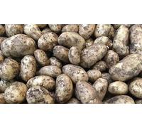 Cornish early potato (1kg)