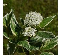Cornus Alba Elegantissima Deciduous Shrub 1L / 2L, 2L (40-50cm including the pot)