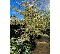 Cornus Controversa Variegata Wedding Cake Tree 1L Potted Plant