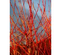 Cornus Magic Flame Red Dogwood Shrub 9Cm Potted Plant