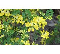 Coronilla Citrina 9cm Potted Plants: Two