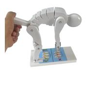 Correct Lifting Model,Human Weightlifting Spine Force Model,with Base, Correct Posture Training Tool for Education (White)