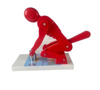 Correct Lifting Model,Human Weightlifting Spine Force Model,with Base, Correct Posture Training Tool for Education (Red)