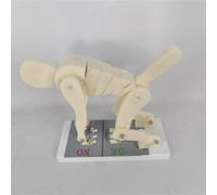 Correct Posture Demonstration Model, Human Body Bending Weight Lifting Spine Force Demonstration Model, Interactive Lumbar Spine Trainer for Biomechanics Anatomy.