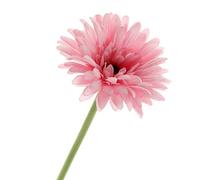 Corsage Creations Artificial Gerbera | 60cm Long-Stemmed Flower | Lifelike & Vibrant | Ideal for Bouquets, Centerpieces & Corsages | Realistic, Long-Lasting Artificial Flower (Pink)