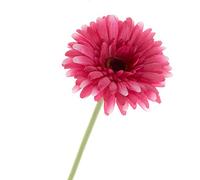 Corsage Creations Artificial Gerbera | 60cm Long-Stemmed Flower | Lifelike & Vibrant | Ideal for Bouquets, Centerpieces & Corsages | Realistic, Long-Lasting Artificial Flower (Cerise)